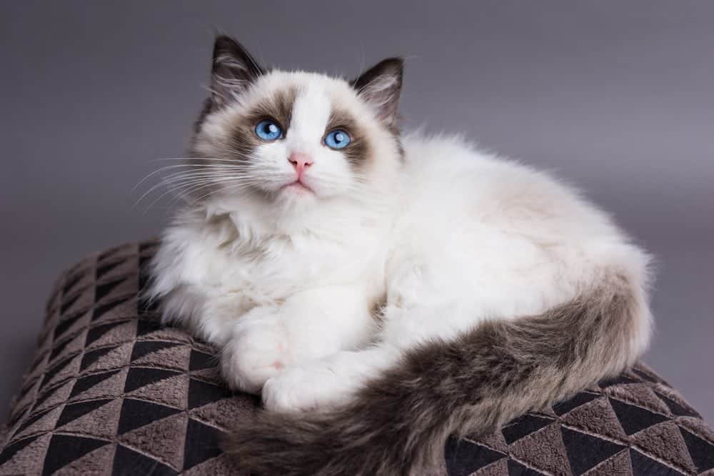 Uncover The Cost: How Much Are Ragdoll Cats