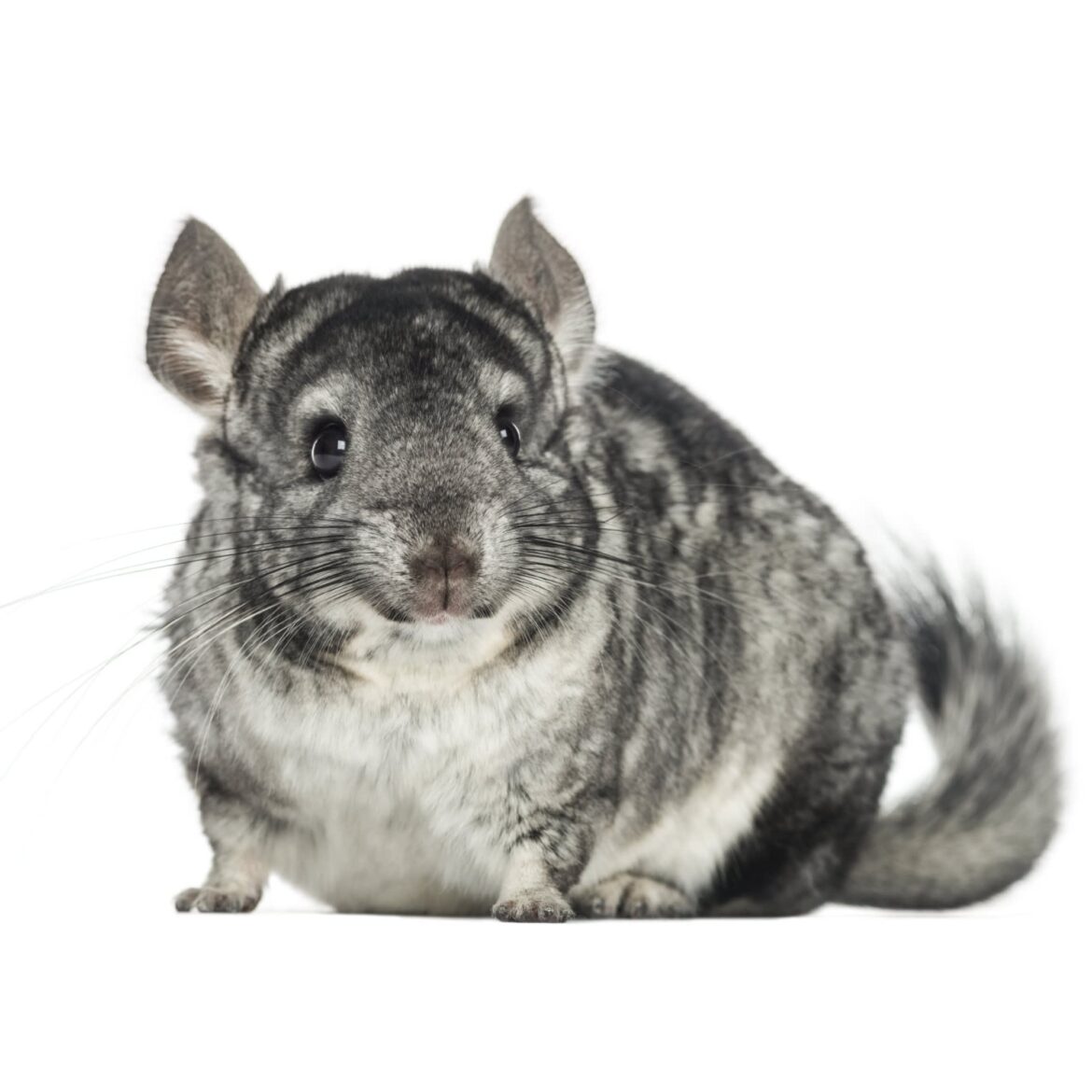 Unveiling Chinchilla Costs: How Much Do Chinchillas Cost