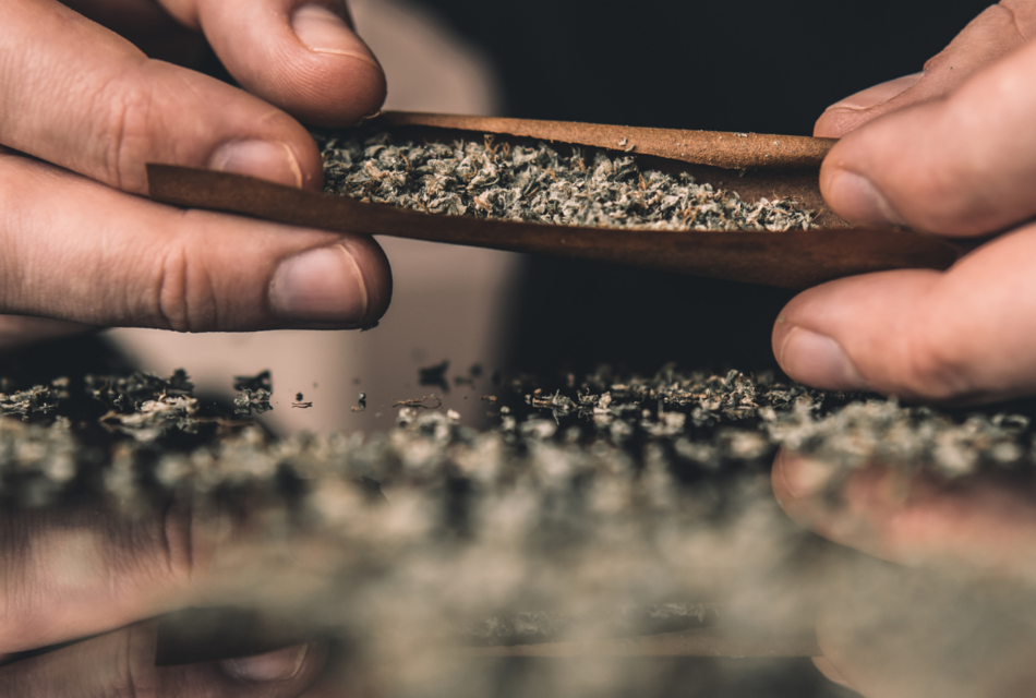 THCA Flower: A Comprehensive Guide for Beginners